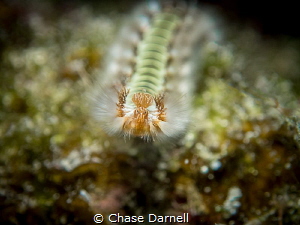 "Bearded Face"
A Bearded Fire Worm posing for the camera. by Chase Darnell 
